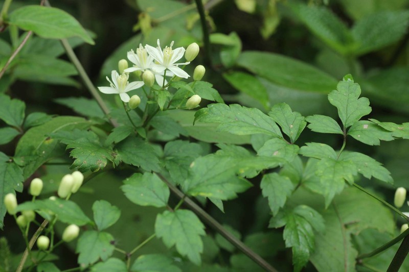 Clematis apiifolia var. biternata photo 3