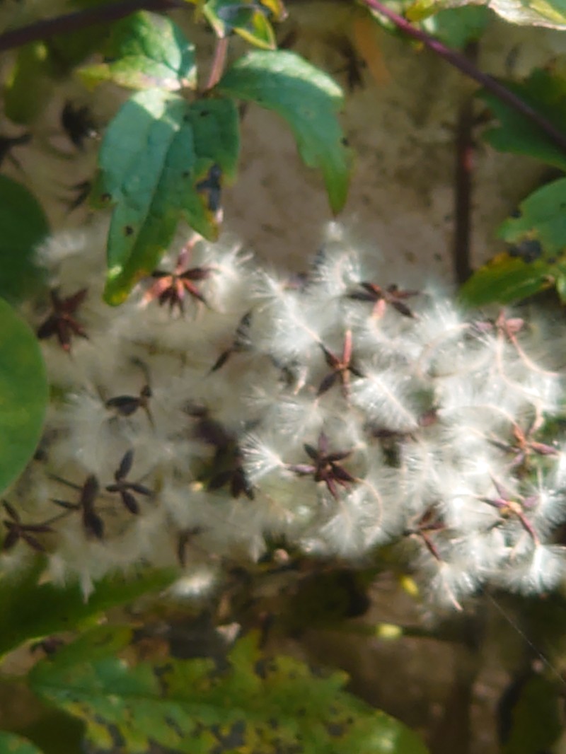 Clematis apiifolia var. biternata photo 4