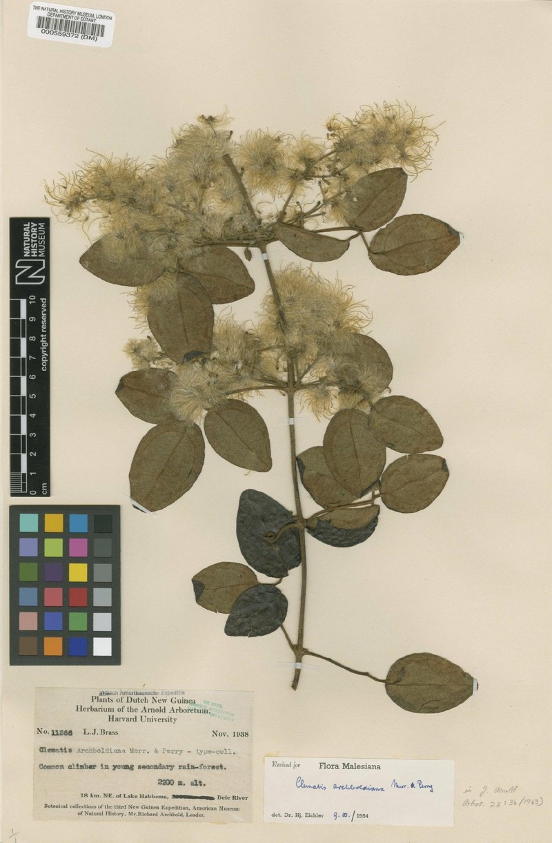 Clematis archboldiana