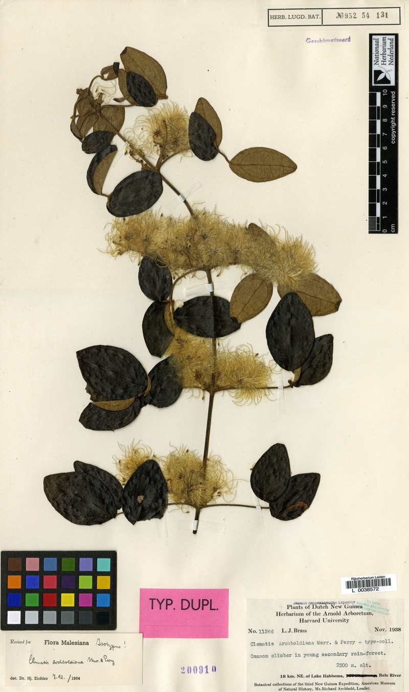Clematis archboldiana photo 2