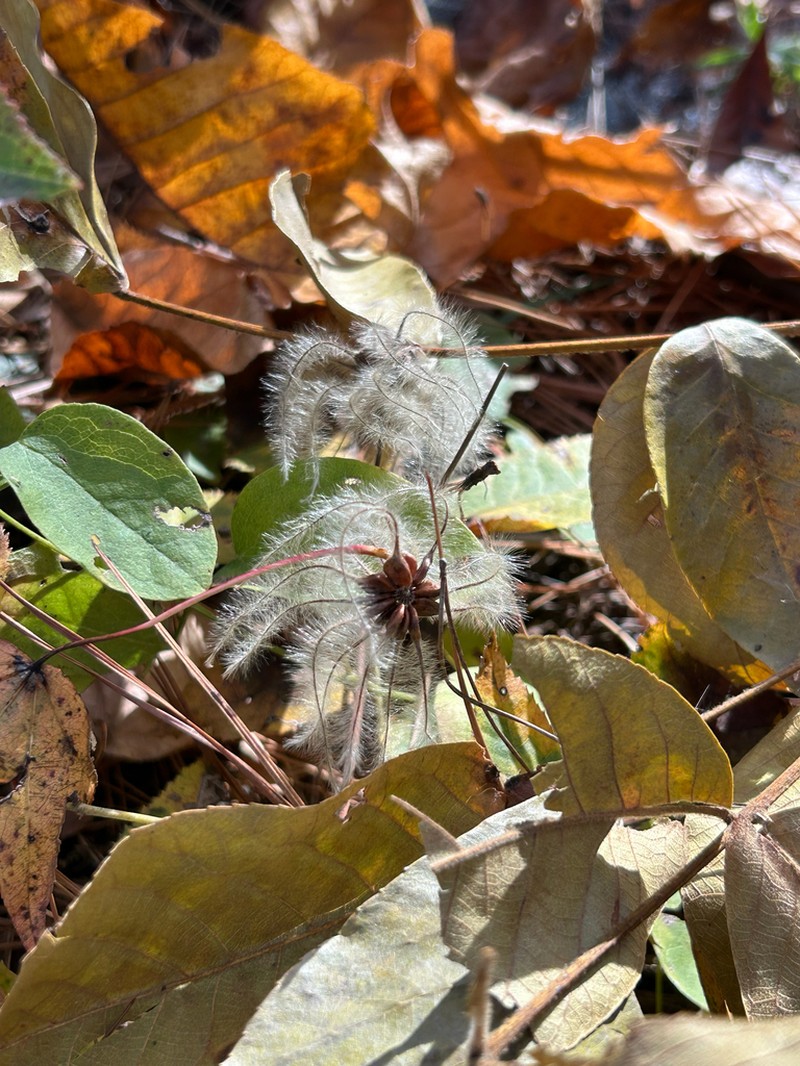 Clematis arenicola