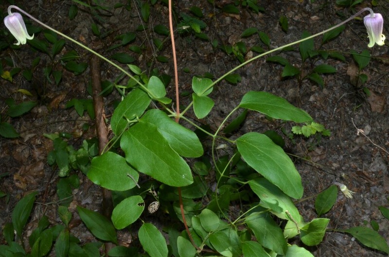 Clematis arenicola photo 2