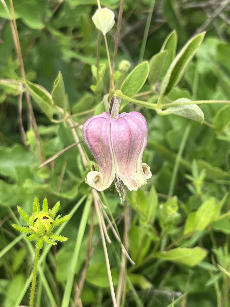 Clematis arenicola photo 3