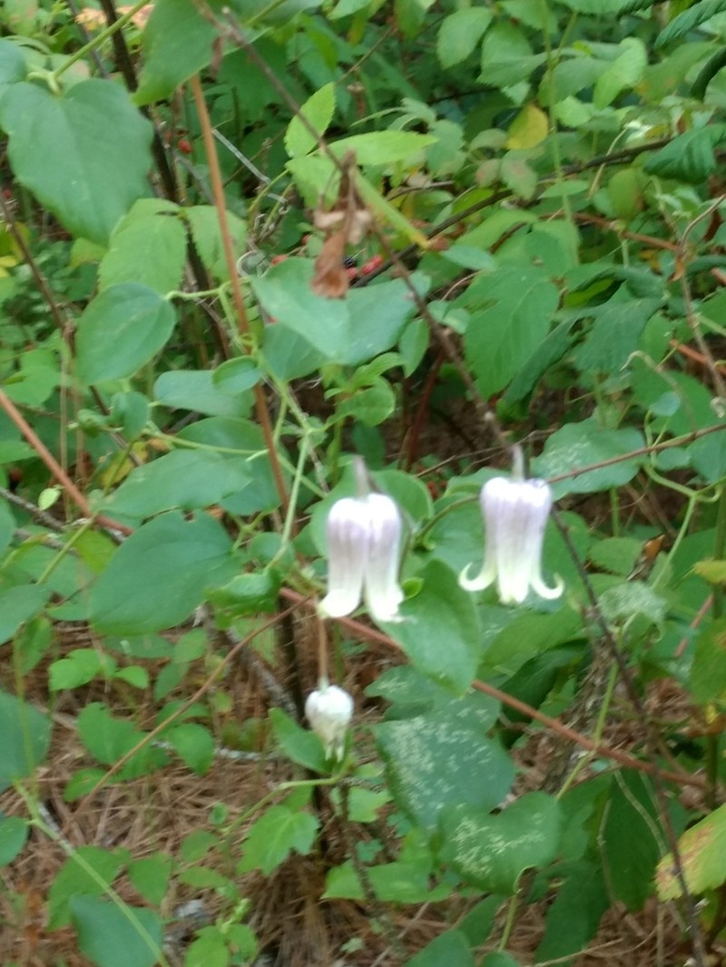 Clematis arenicola photo 4