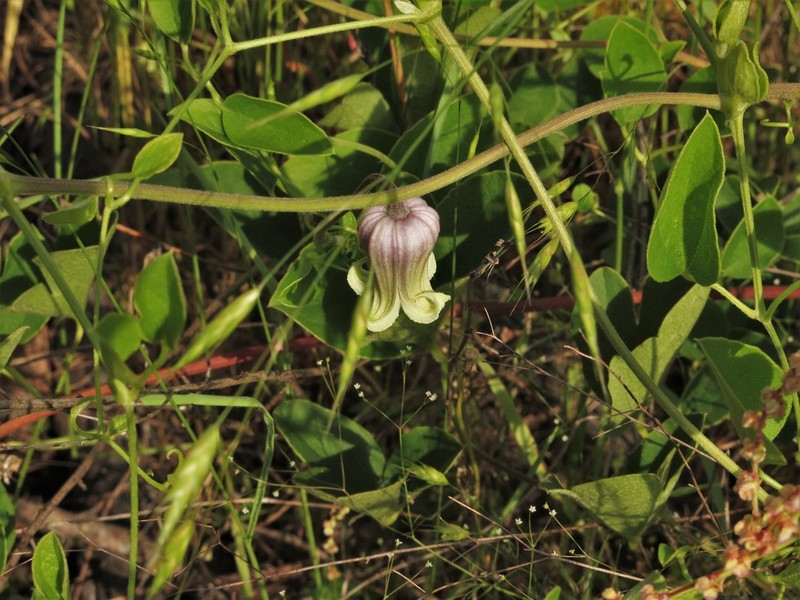 Clematis arenicola photo 5
