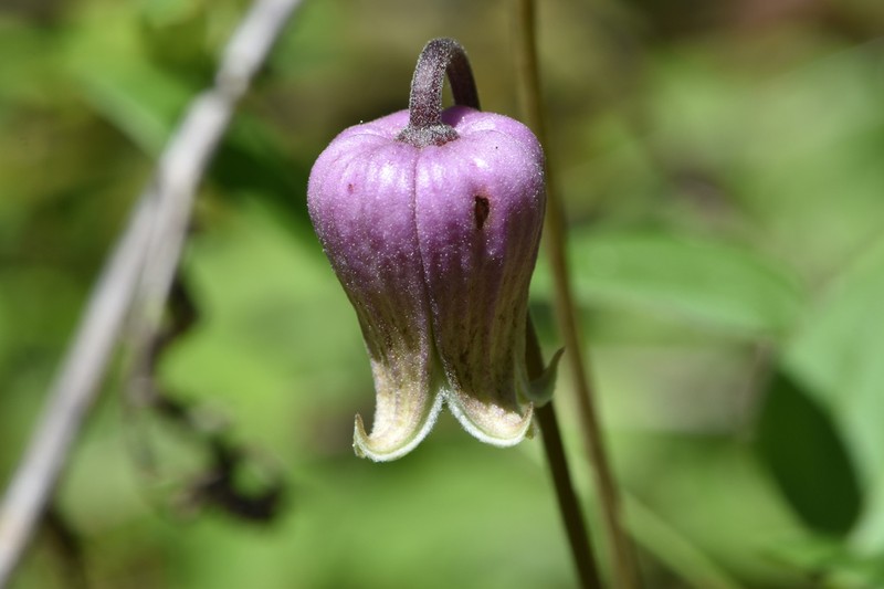 Clematis arenicola photo 6