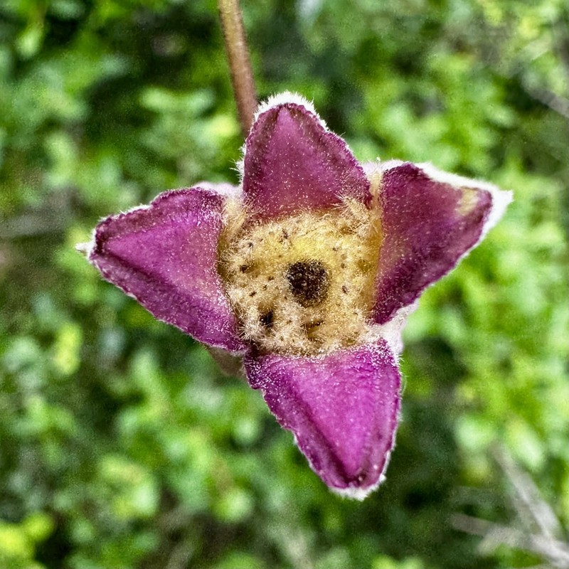 Clematis arenicola photo 7