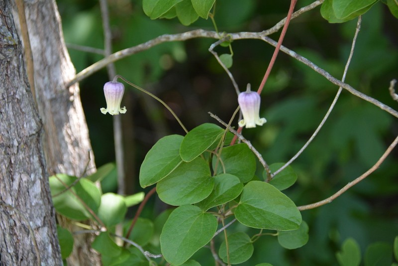 Clematis arenicola photo 8
