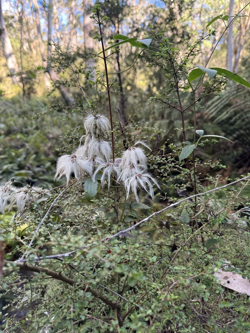 Clematis aristata photo 2