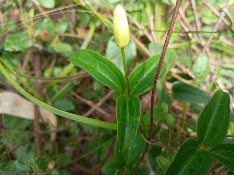 Clematis aristata photo 3