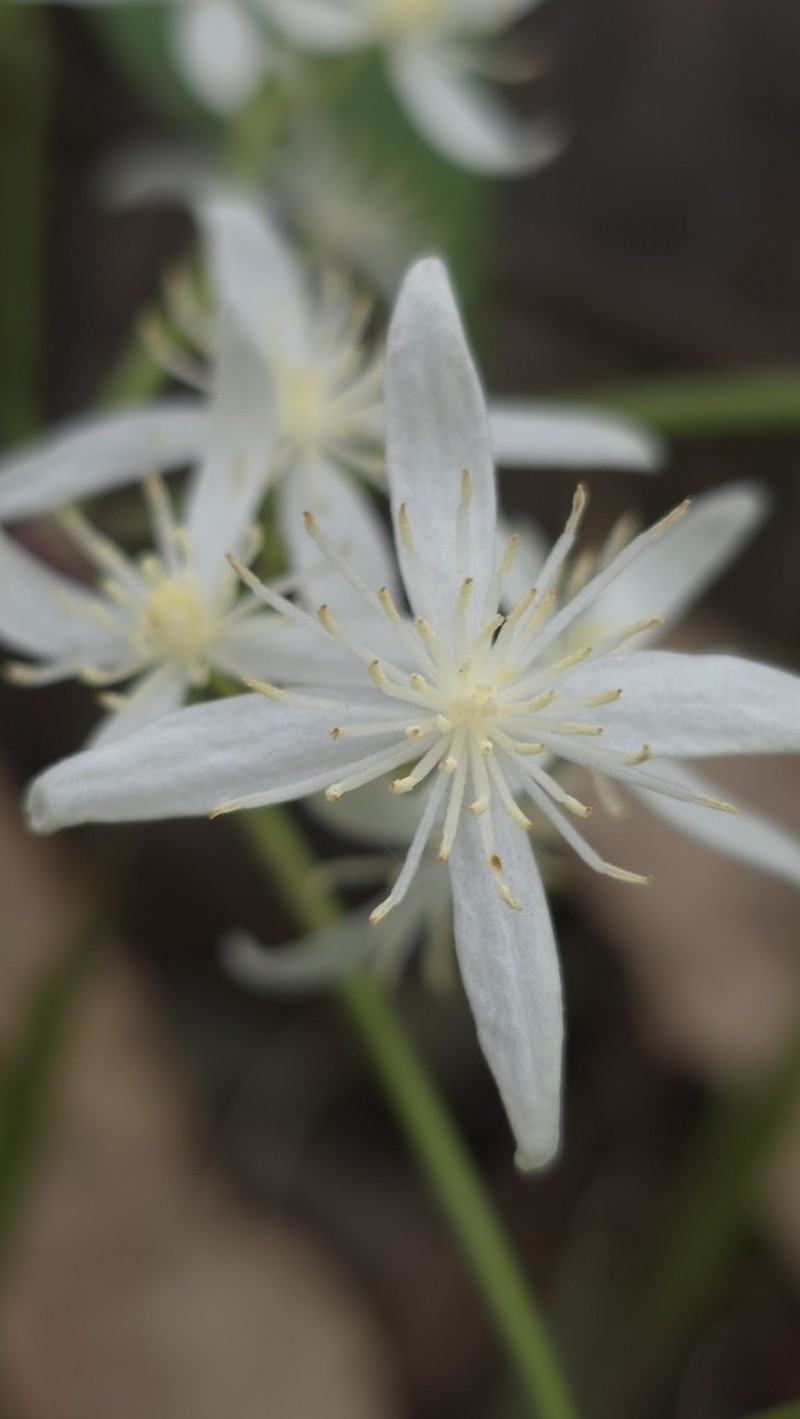 Clematis aristata photo 4