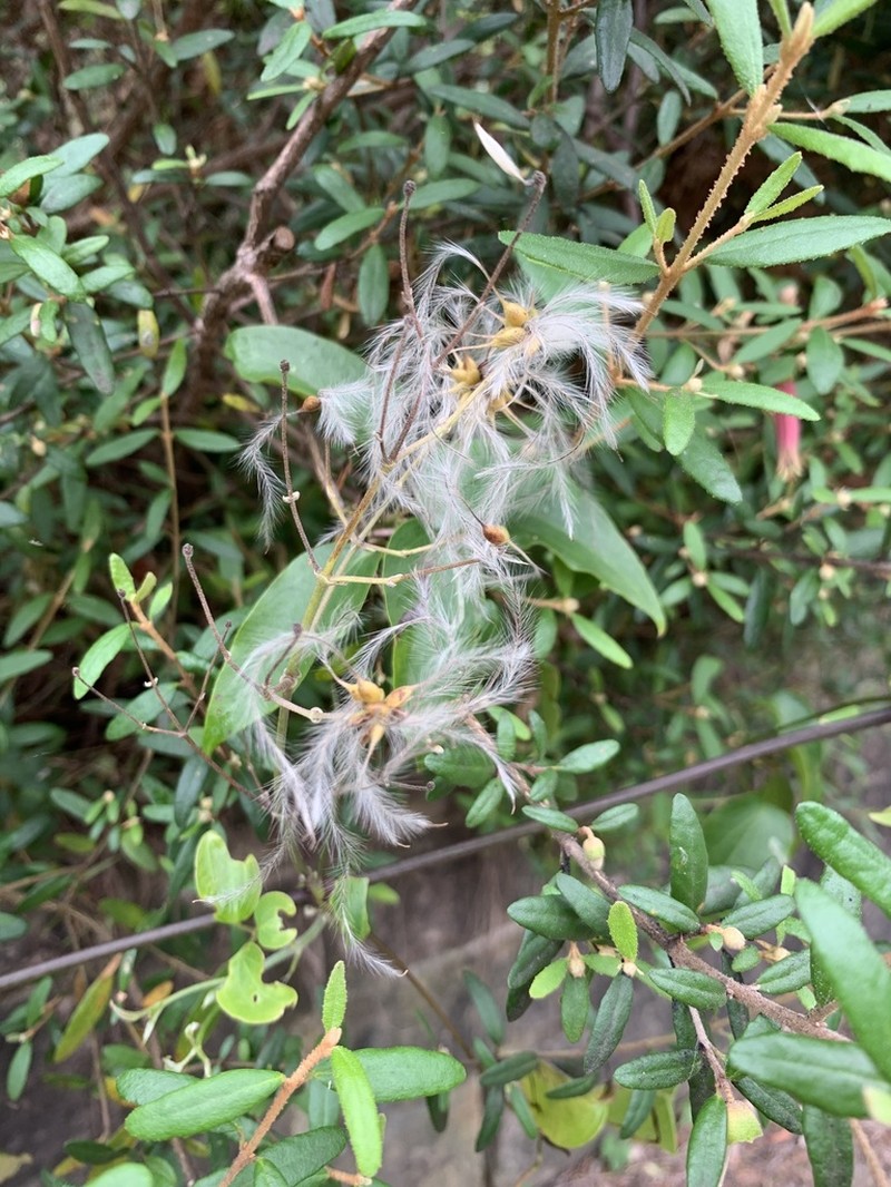 Clematis aristata photo 5