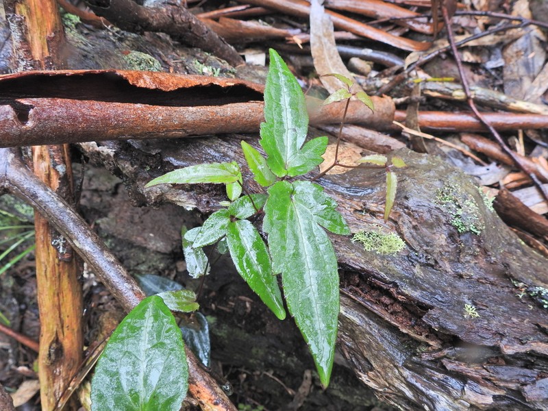 Clematis aristata photo 6