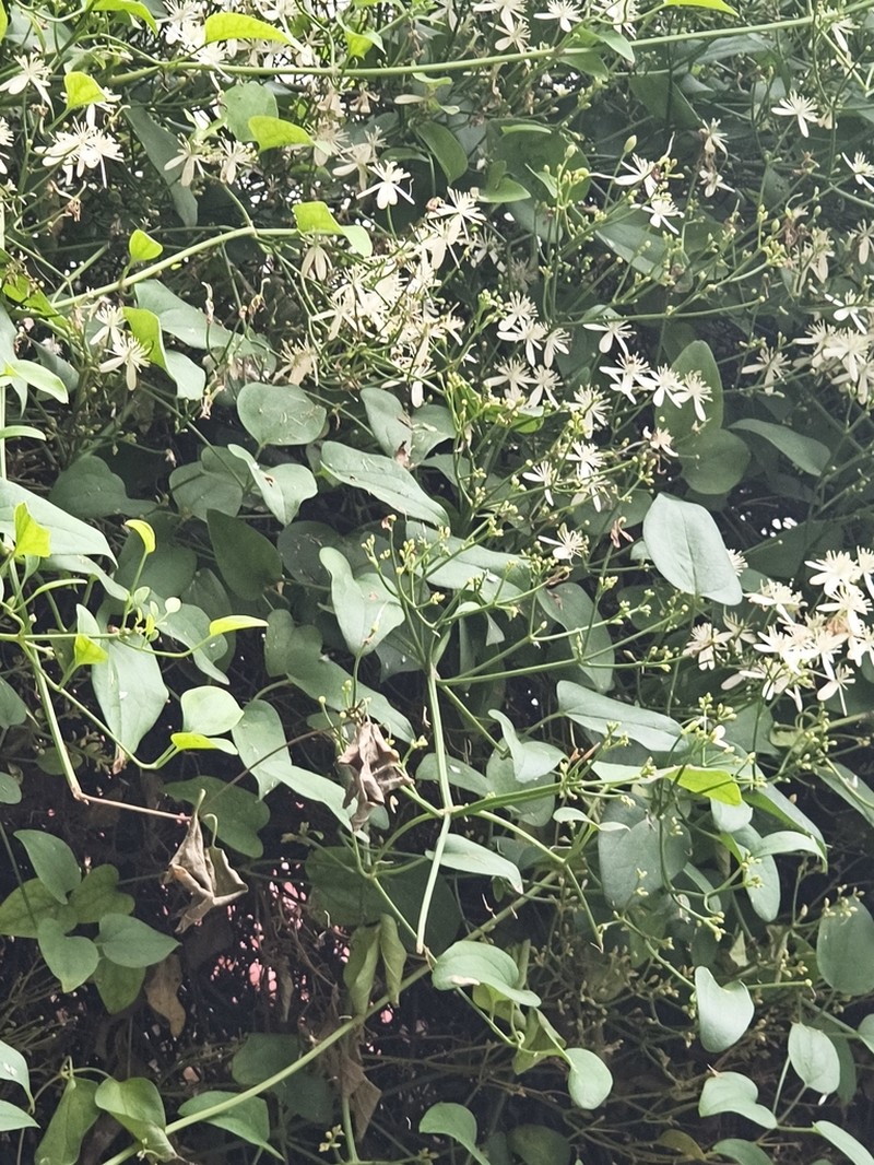 Clematis armandi