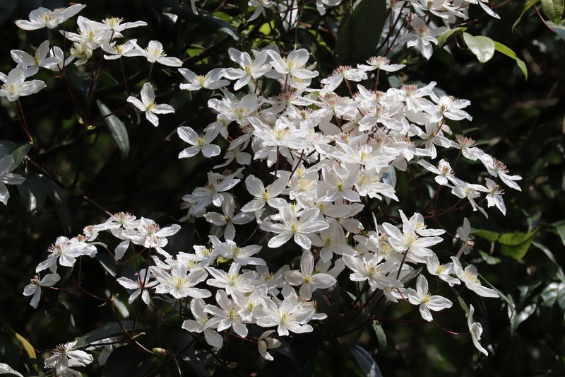 Clematis armandi photo 2