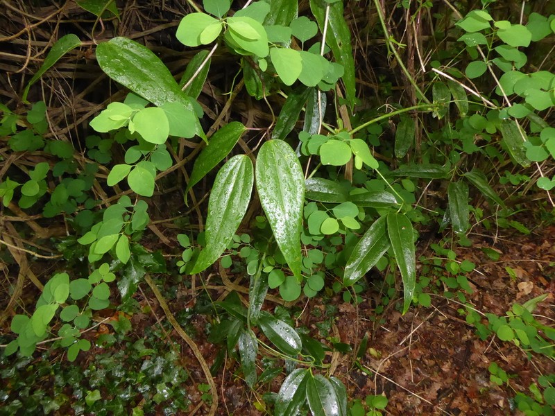 Clematis armandi photo 3