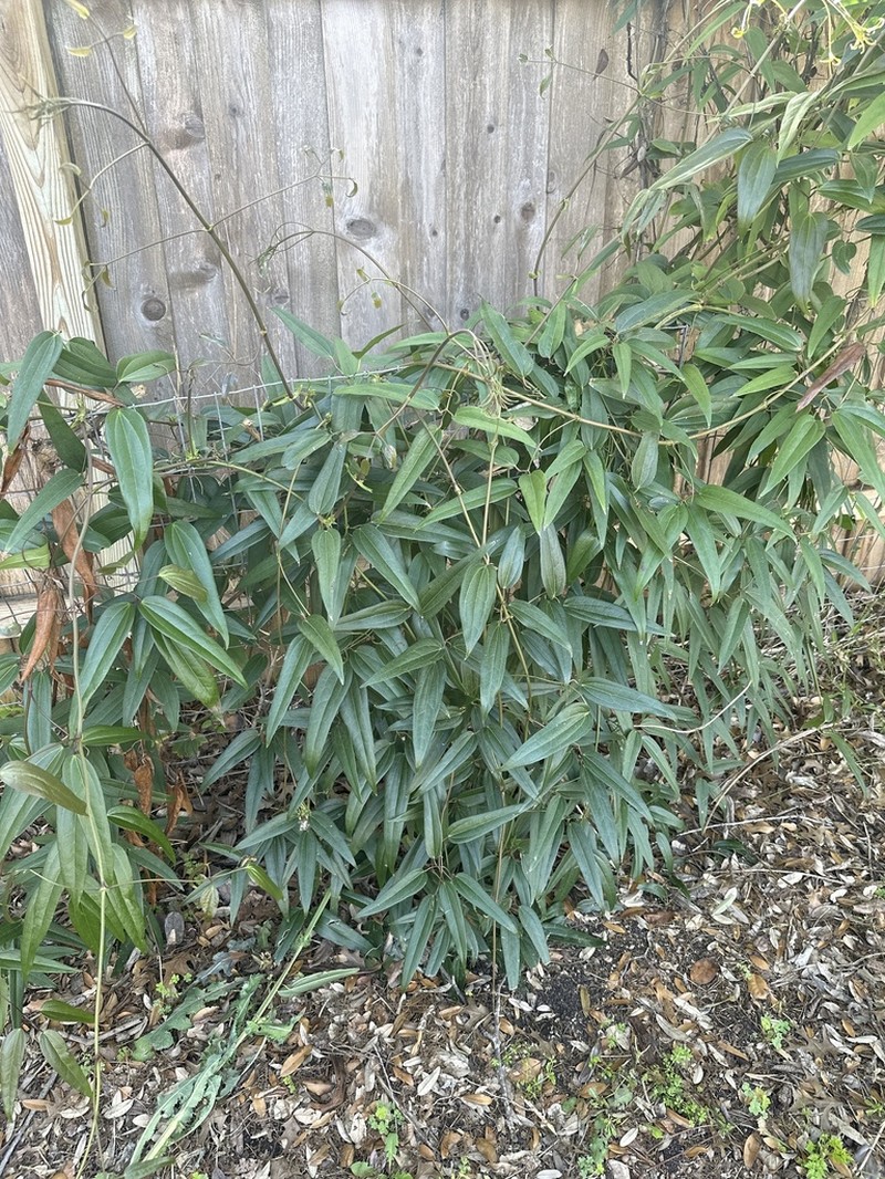 Clematis armandi photo 4