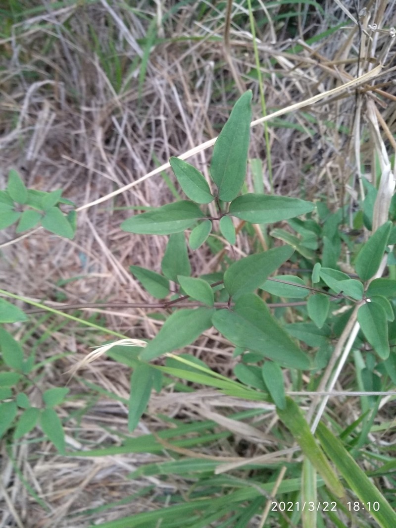 Clematis armandi photo 5