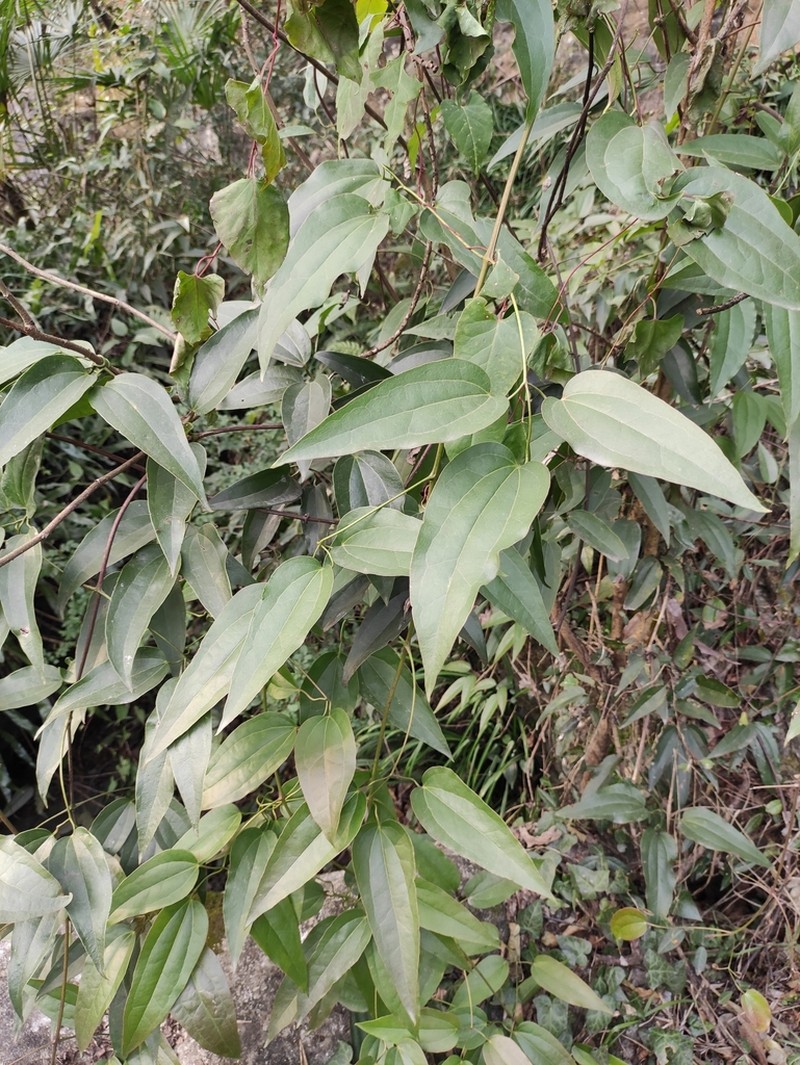 Clematis armandi photo 6