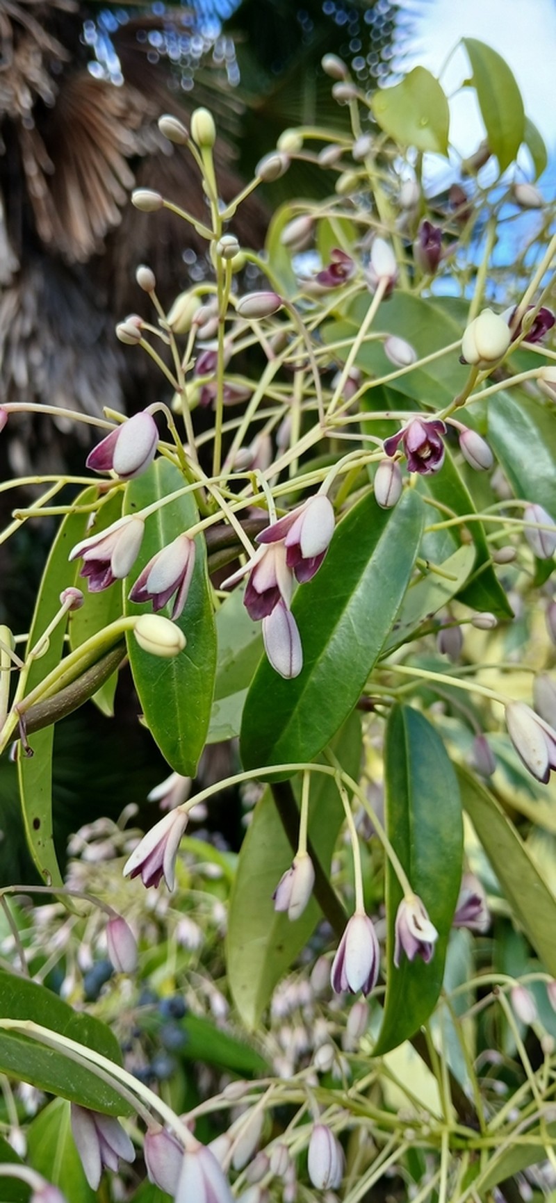 Clematis armandi photo 7