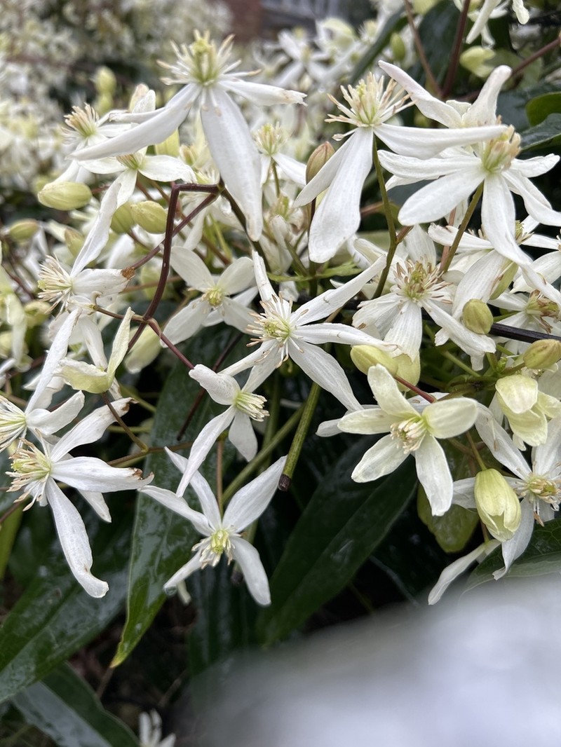 Clematis armandi photo 8