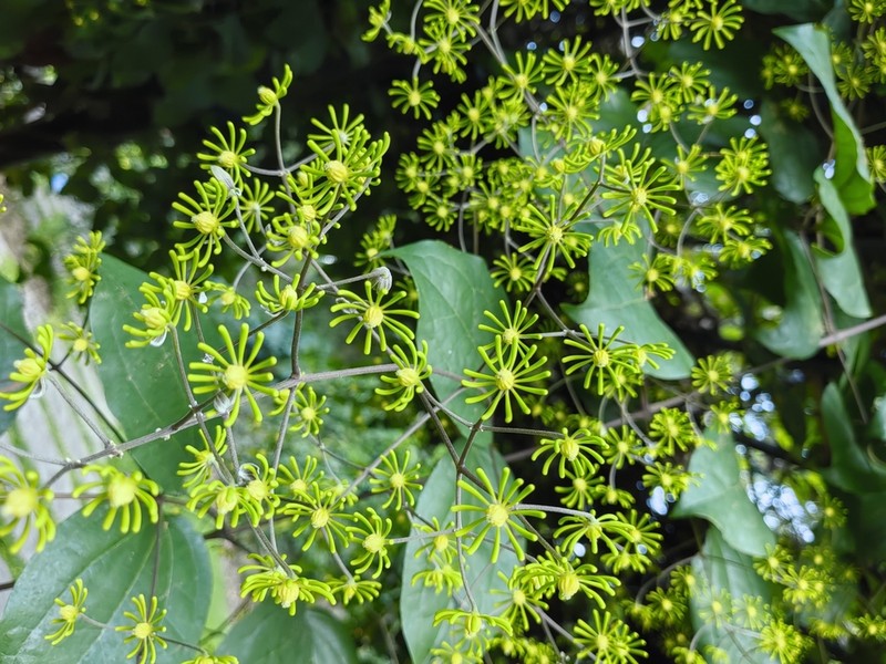 Clematis aureolata
