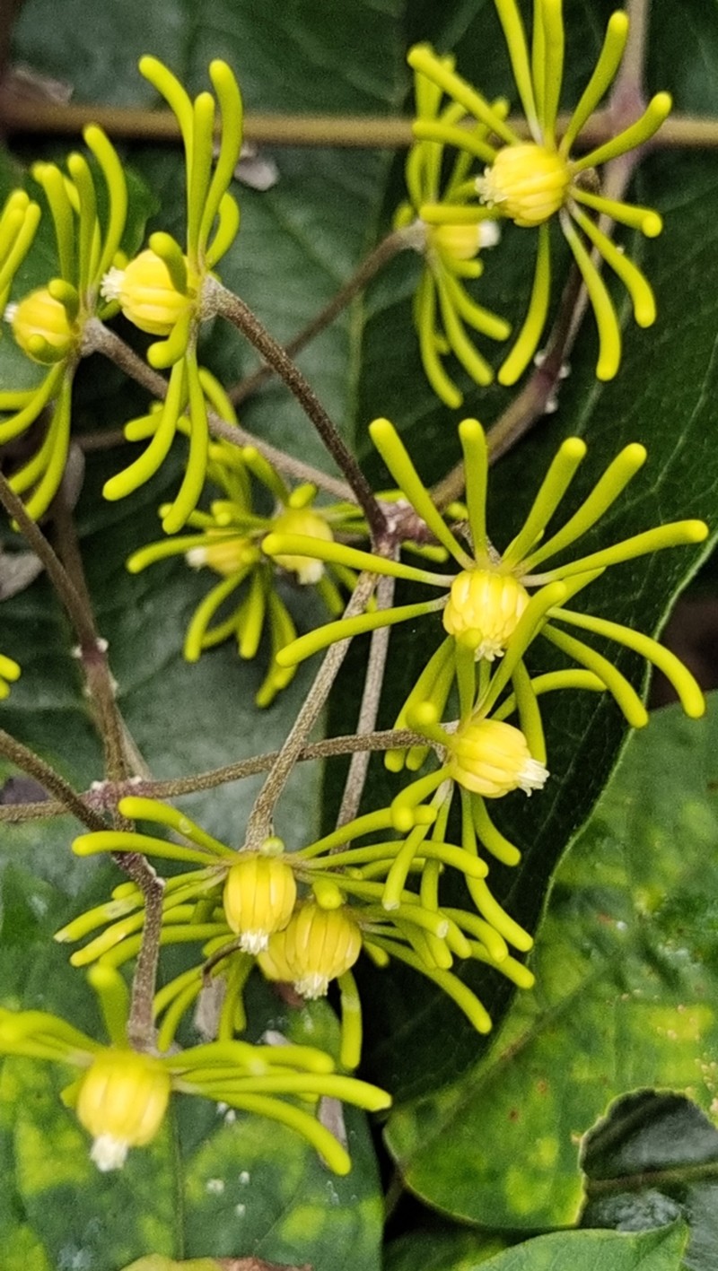 Clematis aureolata photo 2