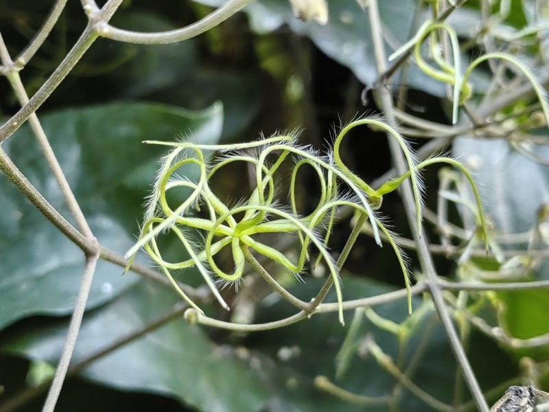 Clematis aureolata photo 3