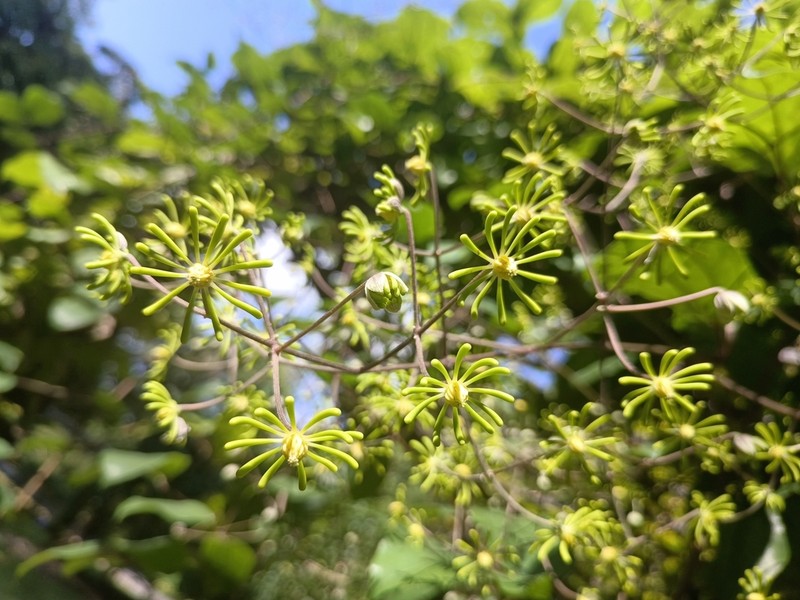 Clematis aureolata photo 4