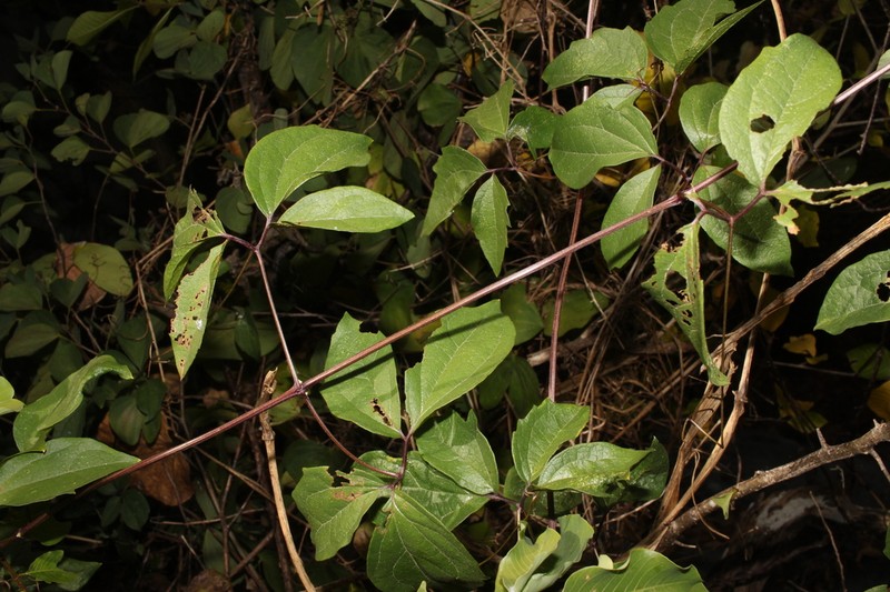 Clematis aureolata photo 6