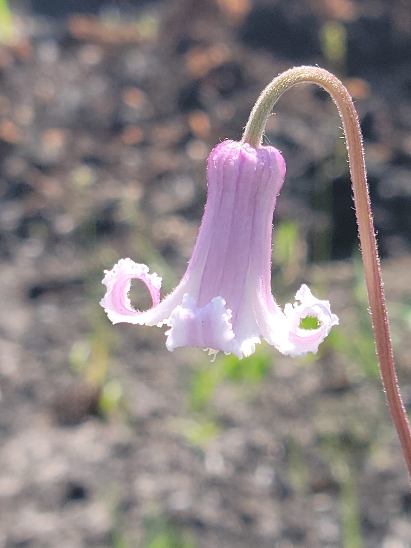 Pine Hyacinth photo 2
