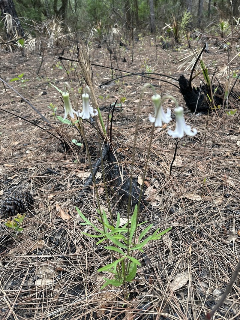 Pine Hyacinth photo 3