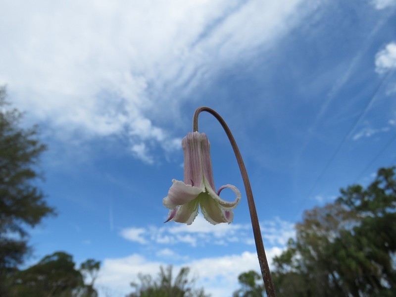 Pine Hyacinth photo 4