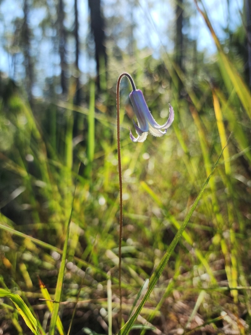Pine Hyacinth photo 5