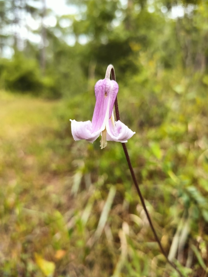 Pine Hyacinth photo 6