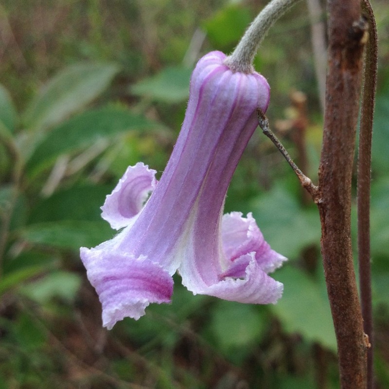 Pine Hyacinth photo 7
