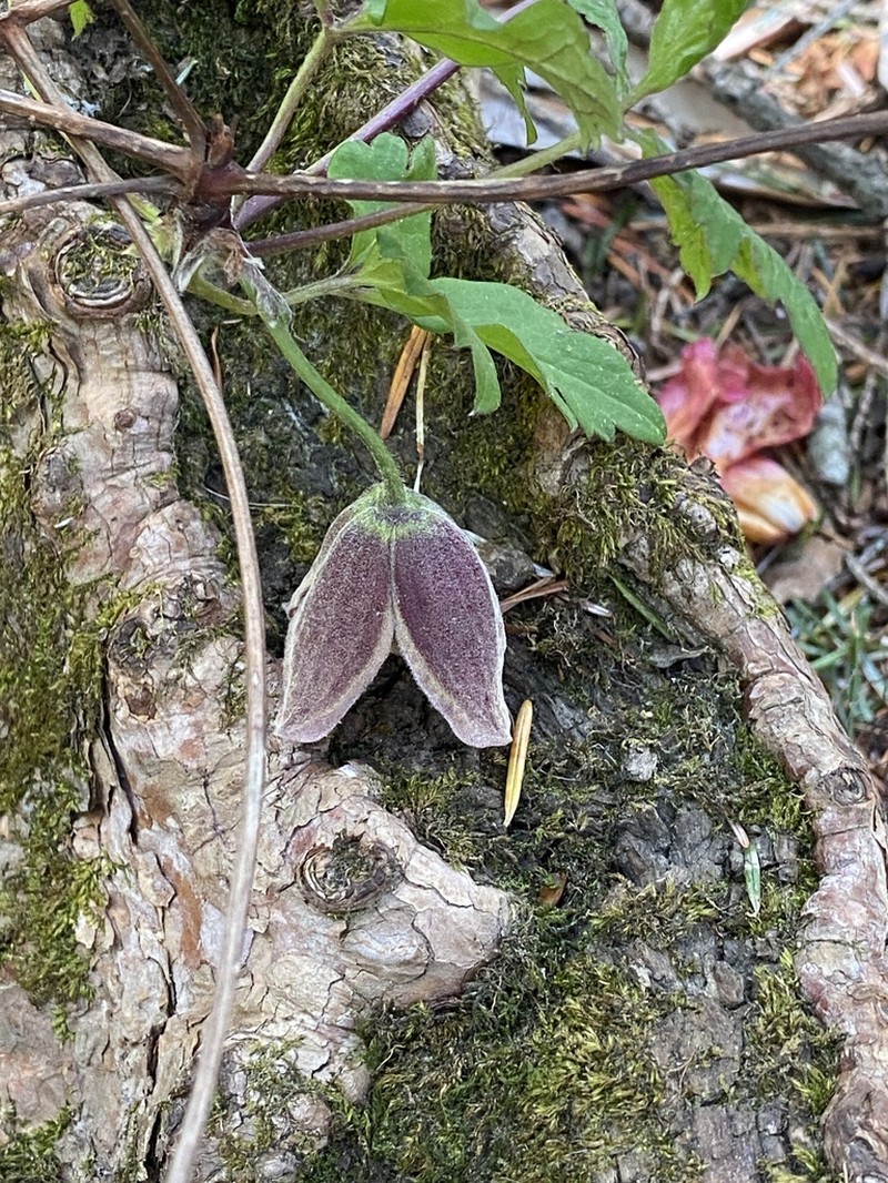 Clematis barbellata photo 2
