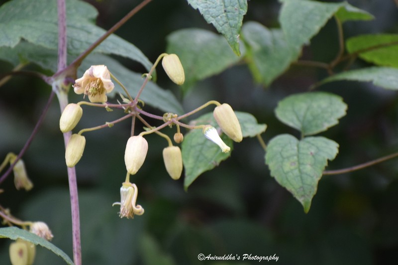 Clematis barbellata photo 4