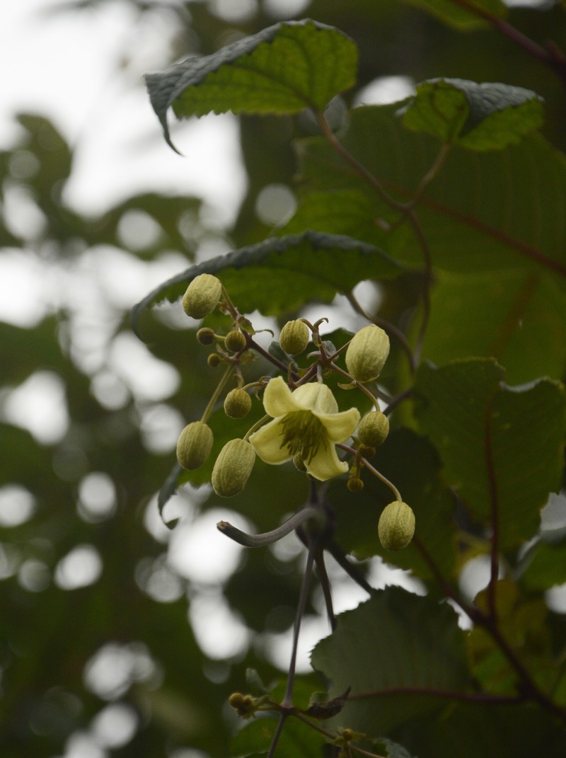 Clematis barbellata photo 6