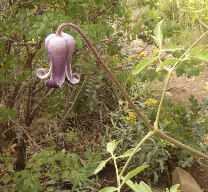 Bigelow's Leather Flower