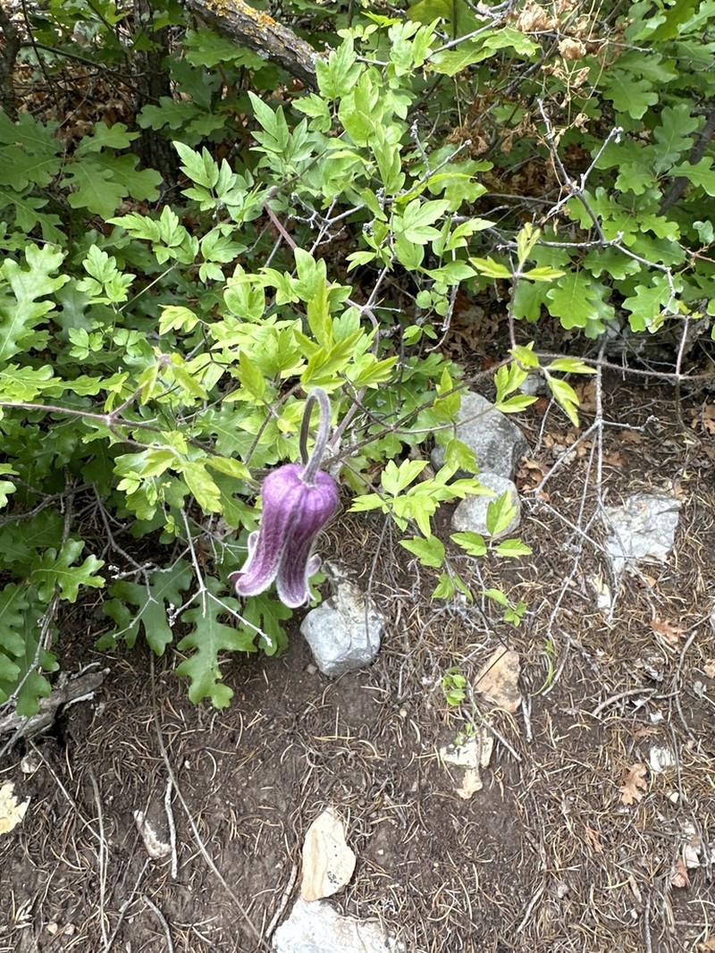 Bigelow's Leather Flower photo 8
