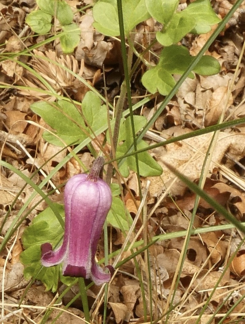 Palmer's Leather Flower