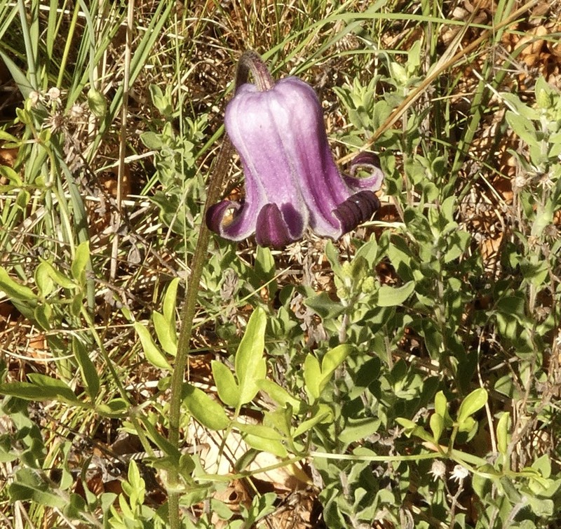 Palmer's Leather Flower photo 2