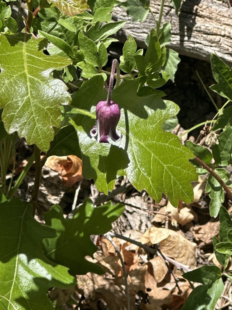 Palmer's Leather Flower photo 5