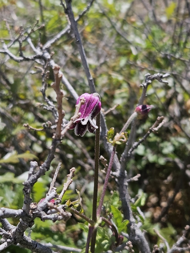 Palmer's Leather Flower photo 6