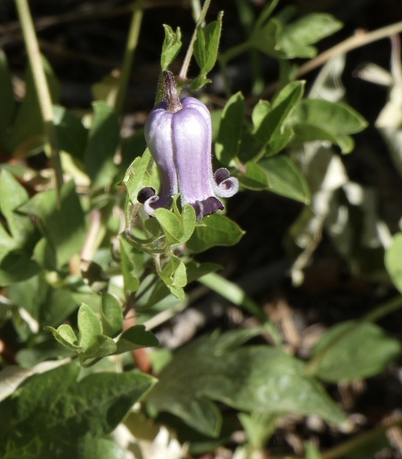 Palmer's Leather Flower photo 7