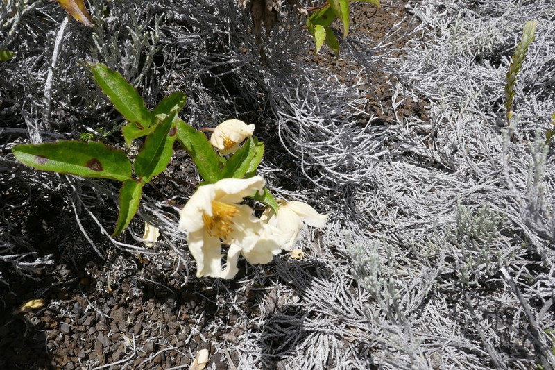 Clematis bojeri photo 3