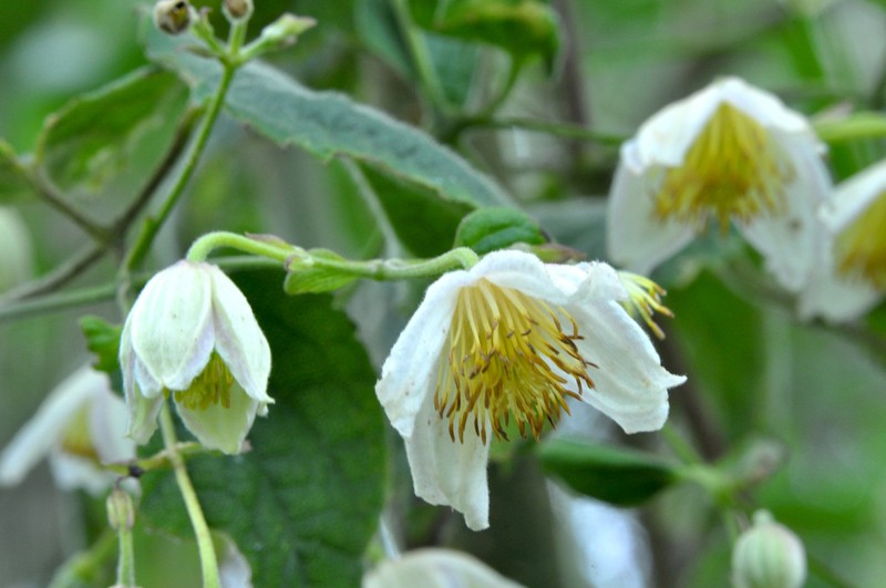 Clematis bojeri photo 4