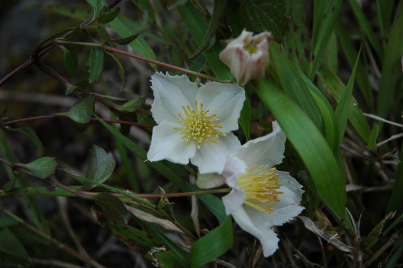 Clematis bojeri photo 5