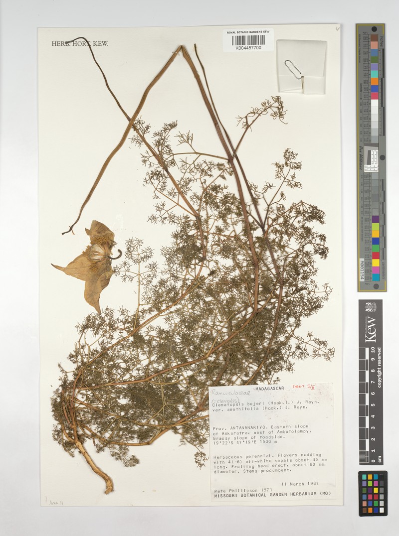 Clematis bojeri var. anethiflora